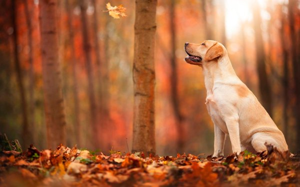 Лабрадор щенок осенью