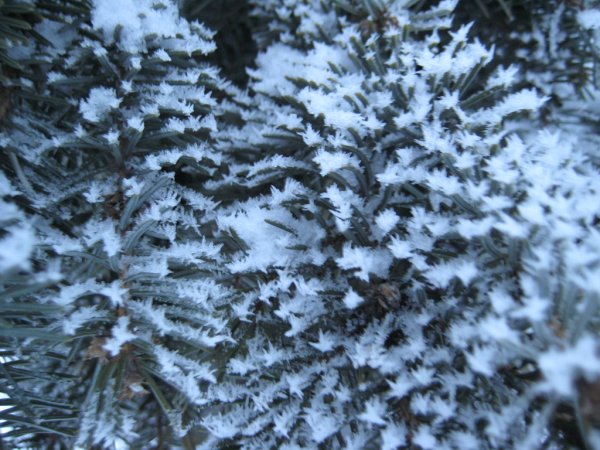 Голубые ели в снегу