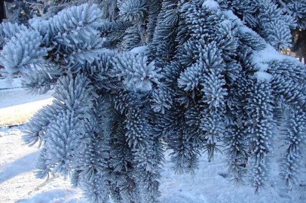 Голубая ель зима