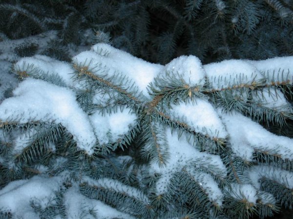 Голубая ель в снегу