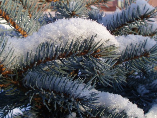 Голубые ели в снегу