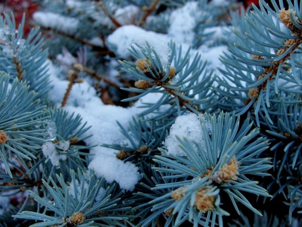 Голубая ель зима