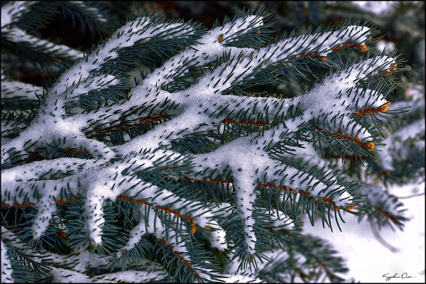 Голубая ель в снегу