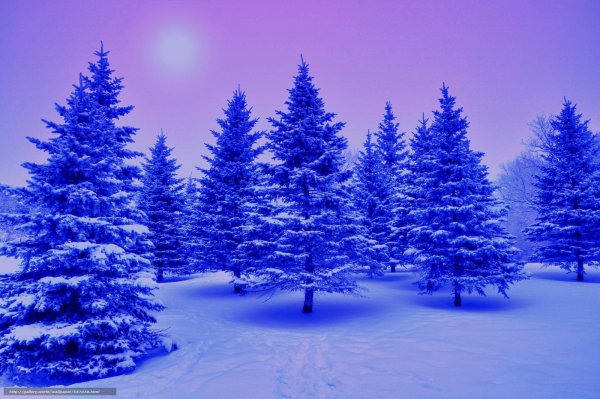 Зимняя елка