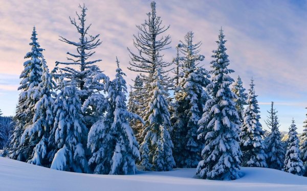 Сказочный зимний лес