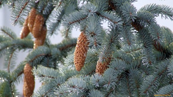 Голубая ель шишки