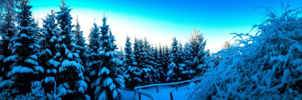 Иней в лесу зимой