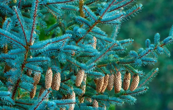 Еловая, Пихтовая, Сосновая лапы