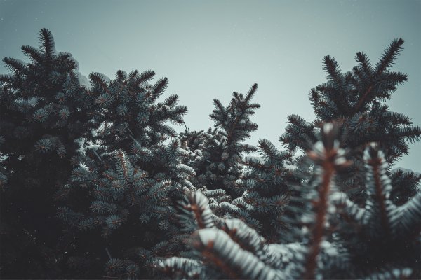 Голубая ель в лесу зимой