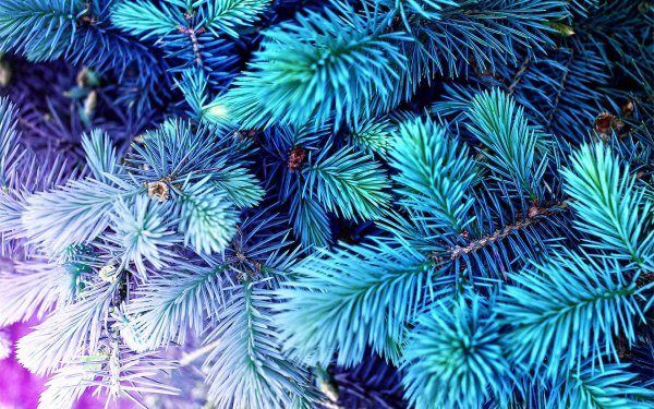 Голубая ель 1080*1080