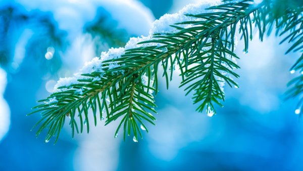 Зимняя ветка