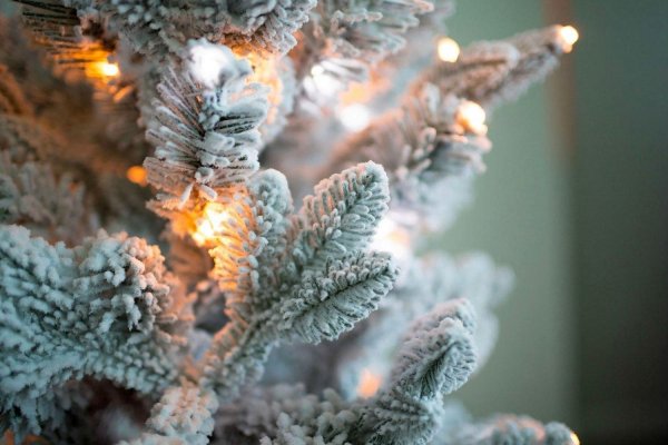 Ель Барокко премиум