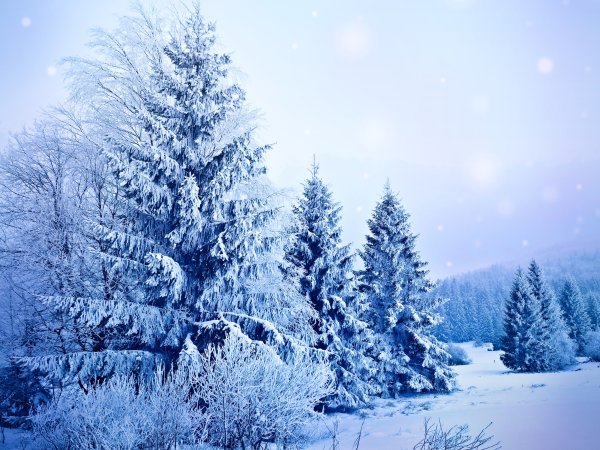 В новогоднем лесу