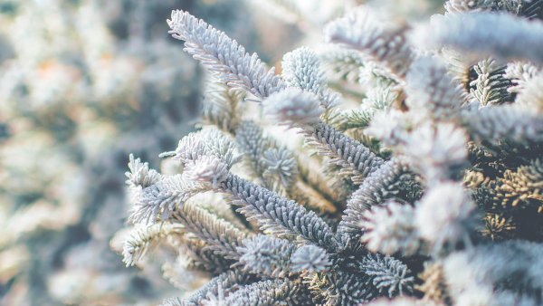 Ель Эльбрусская иней