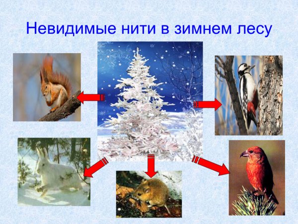 Невидимые ниьив зимнем лису