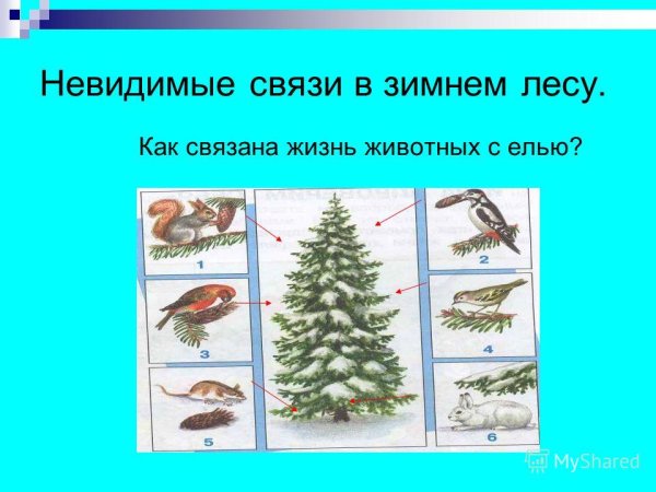 Невидимые нити в зимнем лесу