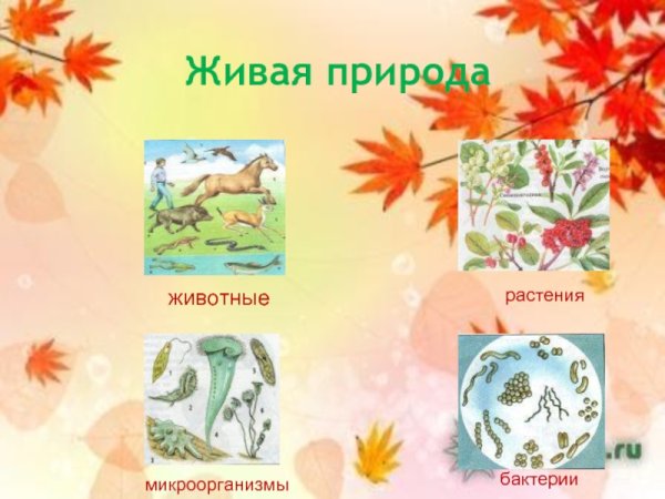 Невидимые нити в осеннем лесу окружающий мир
