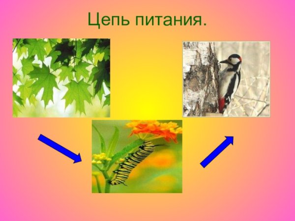 Пищевая цепочка синицы