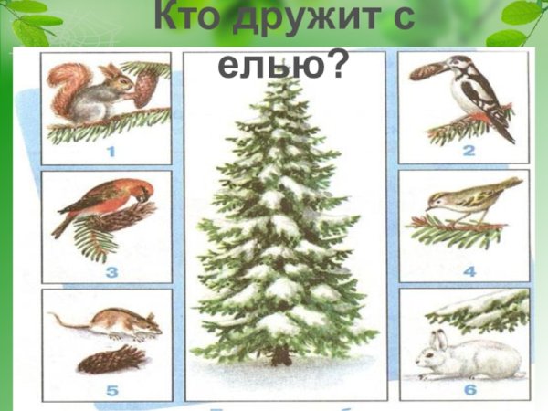 С кем дружит ель