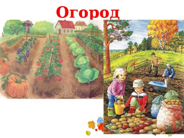 Презентация осень огород овощи