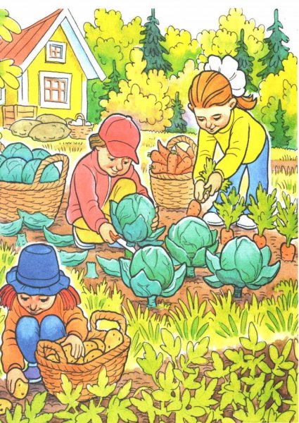 Сбор урожая