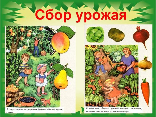 Сад с фруктами для детей