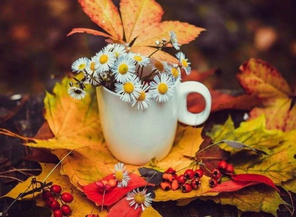 Радостного осеннего утра и хорошего дня