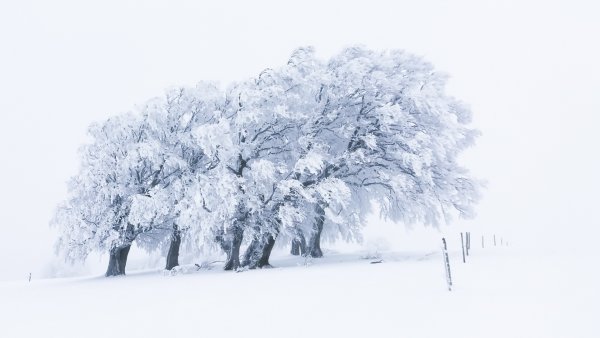 Деревья в снегу