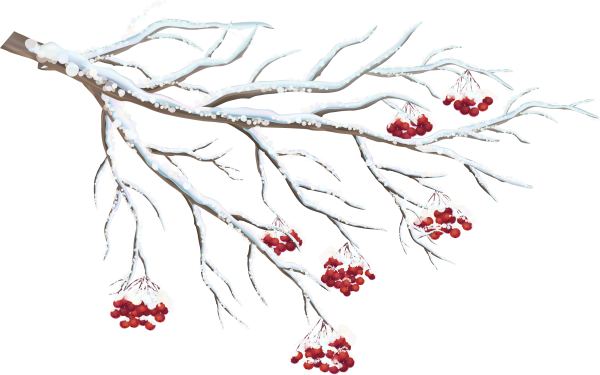 Ветка рябины зимой
