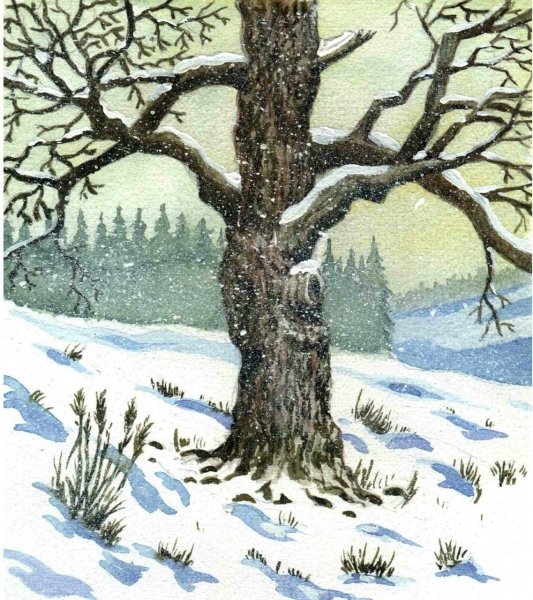 Зимние деревья иллюстрации