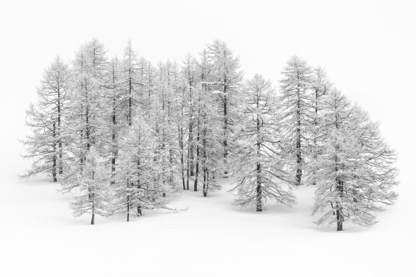 Зимние деревья