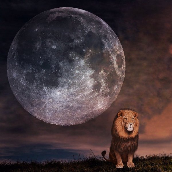 Лунная львица