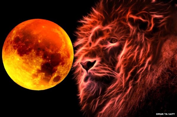 Лев и солнце