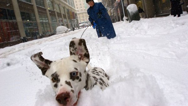 Собачники зимой