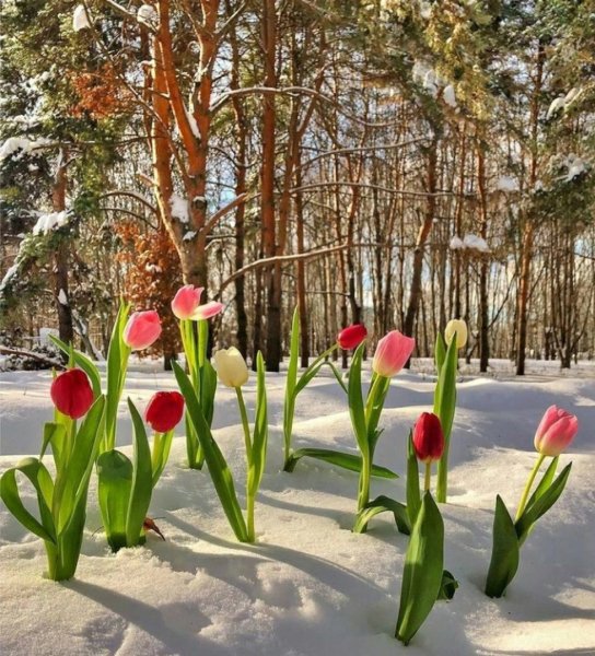 Тюльпаны в зимнем саду