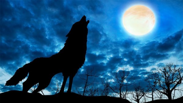Собака воет на луну