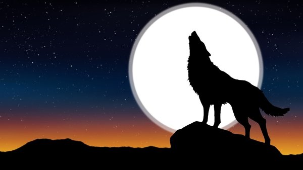 Волк воет на луну
