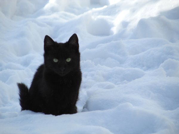 Черный кот в снегу