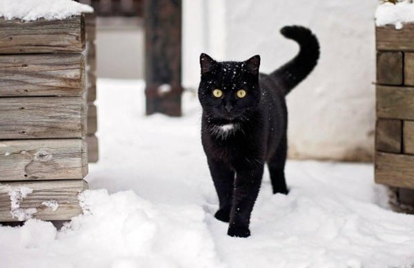Черный кот в снегу