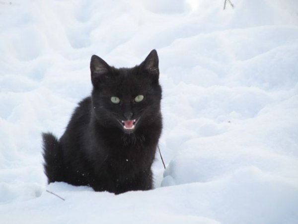 Черный котенок в снегу