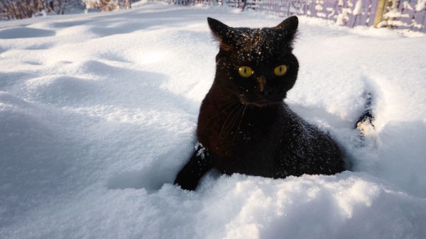 Черный кот зимой