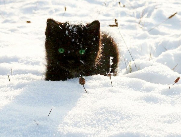 Черный пушистый кот на снегу