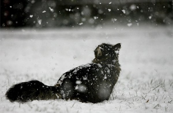 Черно белый кот в снегу