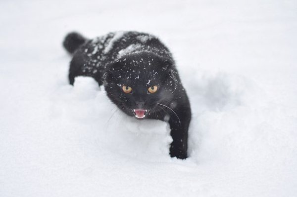 Пума черная в снегу