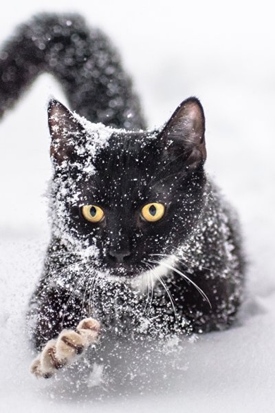 Зимние коты