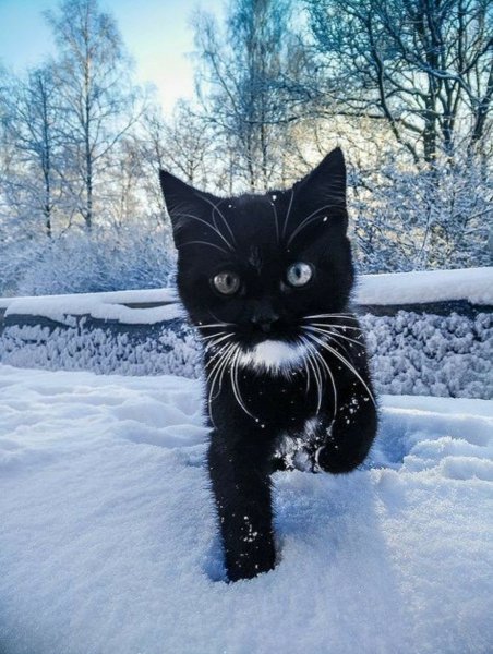 Зимний кот