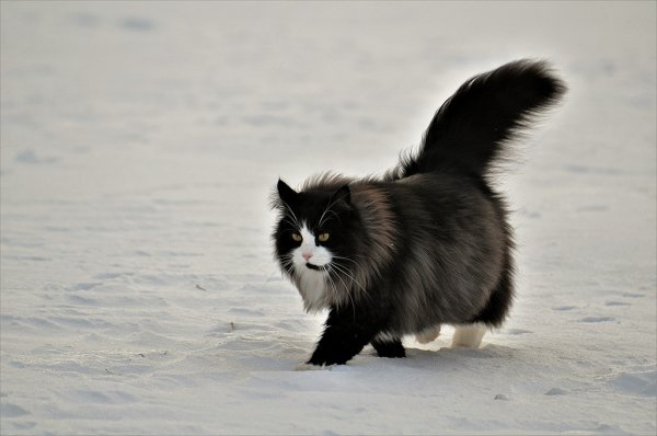 Обои на компьютерный стол зимние коты черно-белые