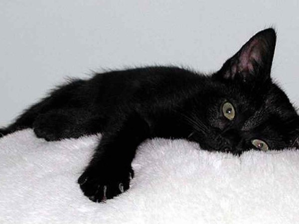 Черный котенок лежит