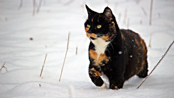 Трехцветная кошка зимой