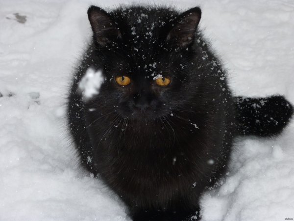 Черный кот в снегу